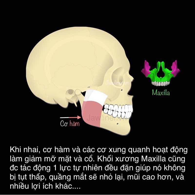 [2 Cấp Độ]Viên tập cơ hàm và cơ mặt -Dụng cụ giảm mỡ mặt-tạo hình nam tính - GYM - ALPHALINE - JAWLINER