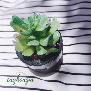 Chậu sen đá Giả C02