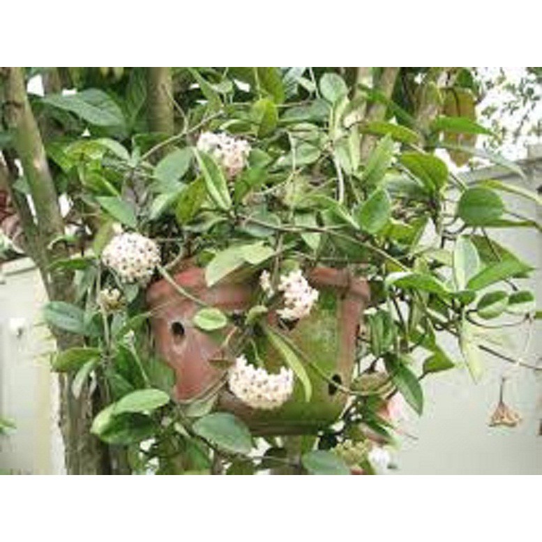 LAN CẦM CÙ ĐỦ MẶT HOA, CÂY TƯƠI ĐẸP GỬI ĐI NGUYÊN BẦU ĐẸP - CGLCCSDNB
