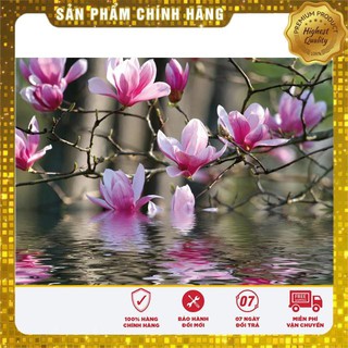 5 Hạt giống hoa Mộc lan (tặng gói Kích nẩy mầm và Hướng dẫn) VIETSEED