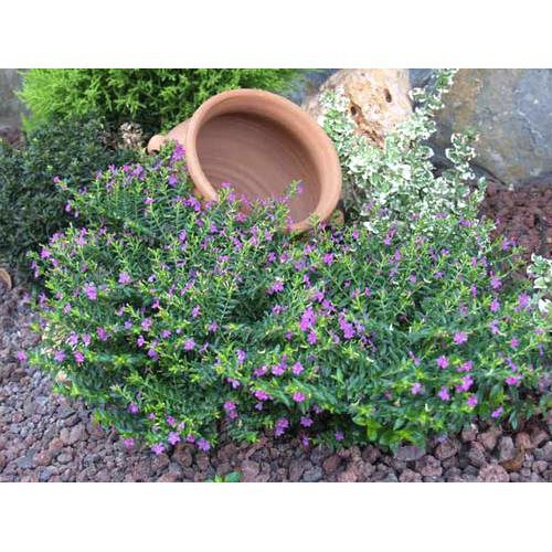 Hạt giống cẩm tú mai cao 15-20cm đường kính 15-20 HẠT hoa nở rực rỡ luckyseed hạt siêu rẻ