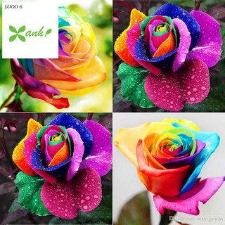 Hạt giống hoa hồng 7 sắc cầu vồng