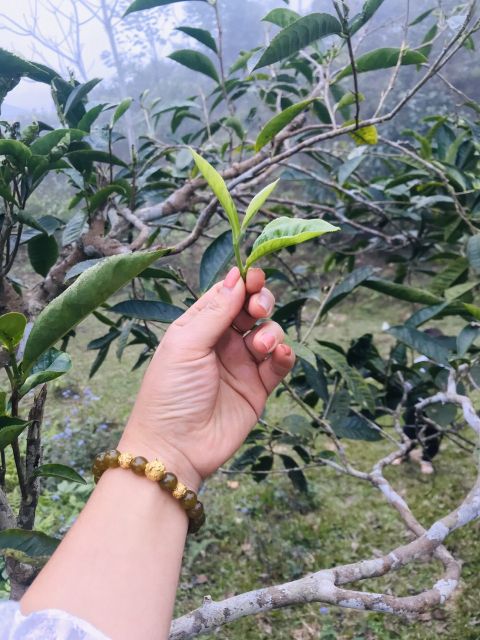 Trà / Chè Shan tuyết Hữu cơ Suối Giàng 200g