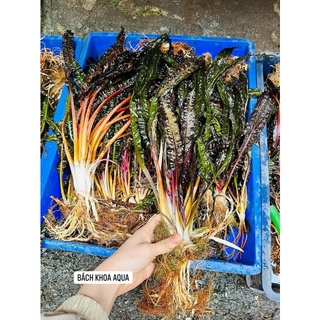 Cây Tiêu thảo suối Tím rộp thủy sinh siêu đẹp