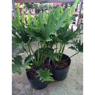 Chậu Trầu bà Thanh Xuân