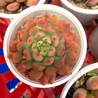 SEN ĐÁ RUBY ĐỎ 🌵FREESHIP 🔥 ĐÃ THUẦN XỨ NÓNG 🌟SIU CUTE CHUẨN SIZE BẦU 🌟