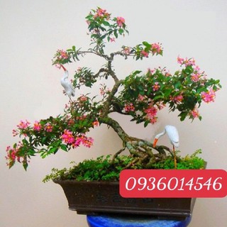 Hồng ngọc mai/Cây sơ ri cảnh - cây bonsai- size mini