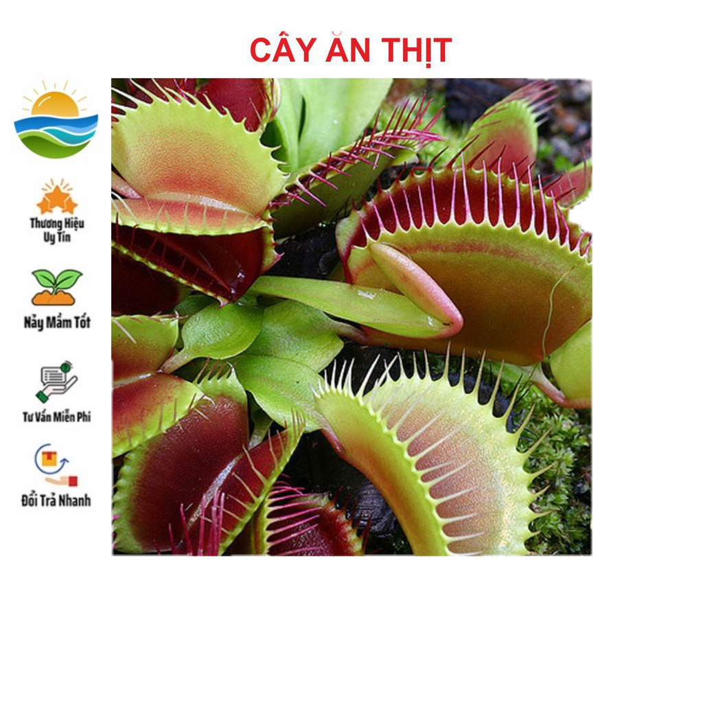 Hạt giống Cây Bắt Mồi 15 Hạt