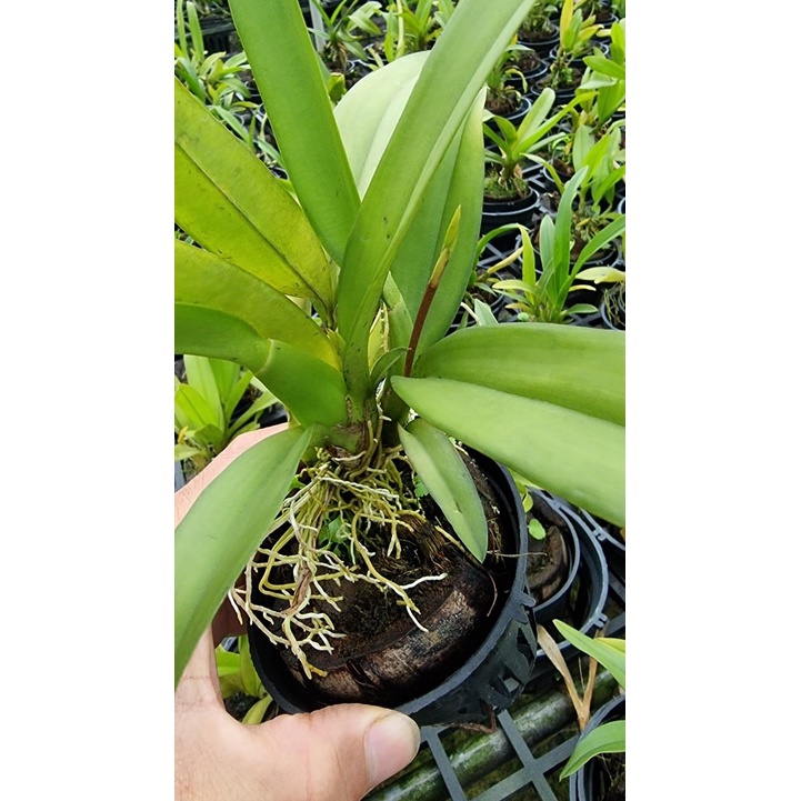 Vũ nữ lava chậu trưởng thành đang nụ hoặc sắp nụ hoa cây khỏe trồng chậu f12