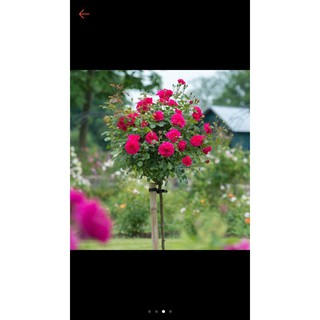 COMBO 5 GỐC HỒNG THÂN GỖ