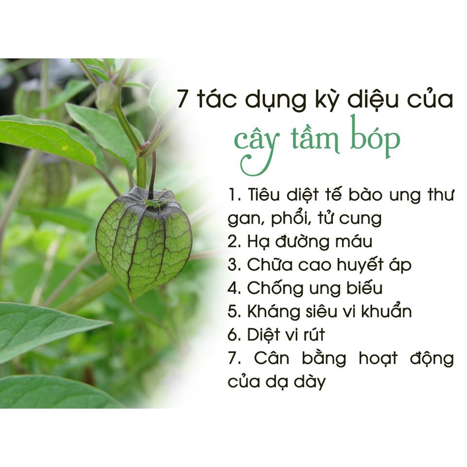 1kg Cây Tầm Bóp - Tác dụng mát gan giải độc, chữa bệnh Gout và tiểu đường - ttd080 caytambop