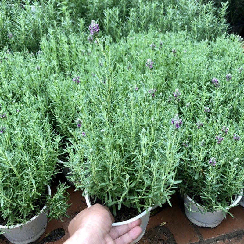 Cây oải hương - Lavender đang nụ và hoa cao 30 cm (ảnh thật)