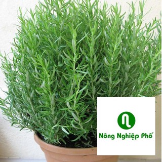 gói 100 hạt giống cỏ hương thảo PHUNONG