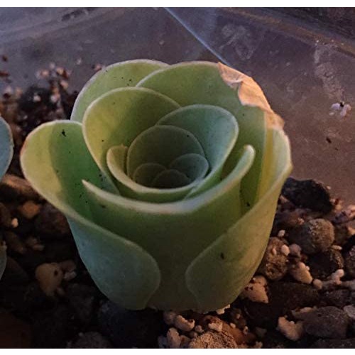 GÓI 20 HẠT GIỐNG SEN ĐÁ HOA HỒNG Hạt giống sen đá hoa hồng xanh Ý NGHĨA Bộ 1 gói hạt giống Sen Đá hoa hồng