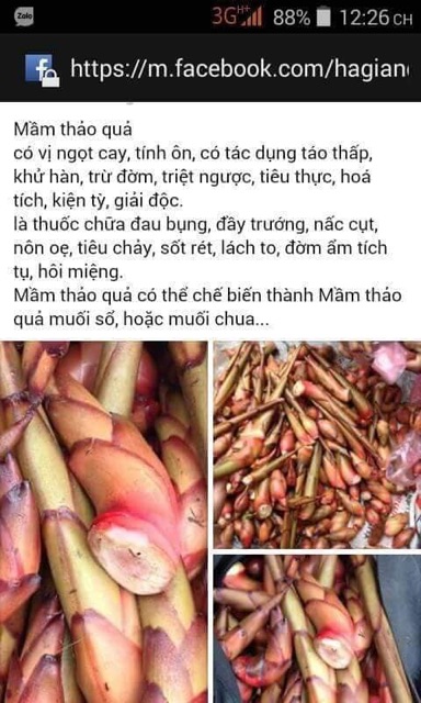 Mầm thảo quả tươi 2kg