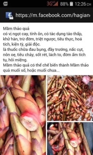 Mầm thảo quả tươi 2kg