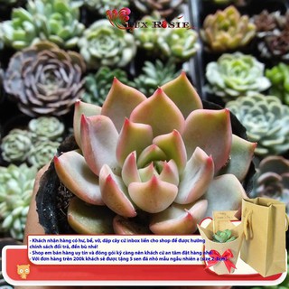 [Hot sale] SEN ĐÁ ĐẾ VƯƠNG HỒNG GIỐNG MỚI SIZE NHÍ