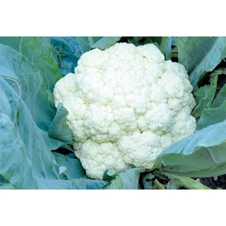 Hạt Giống Bông Cải Súp Lơ Trắng Loại F1 Gói 0.5g