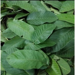 1kg lá ổi tươi