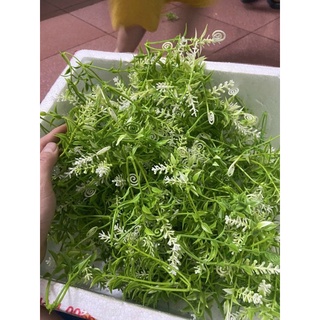 100gr cỏ điểm