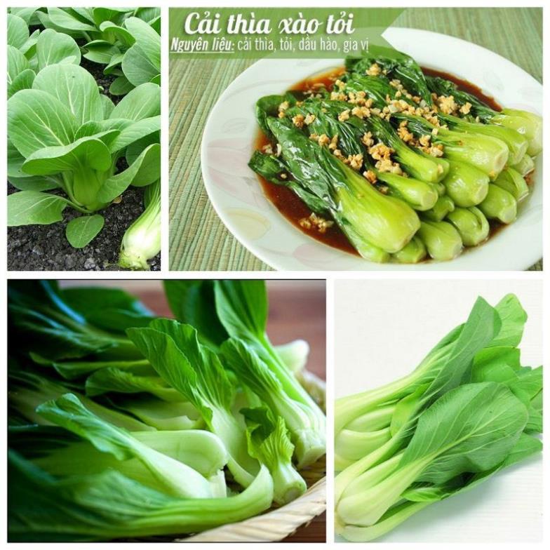 Hạt Giống Rau Cải Thìa/ Cải Chip  - Giòn, Ngọt, Bổ Dưỡng - MUA 3 TẶNG 1 CÙNG LOẠI