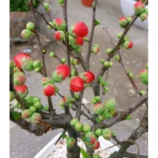 Cây hoa Mai đỏ bonsai Nhật Bản - giống siêu nụ cho hoa Tết Nguyên Đán