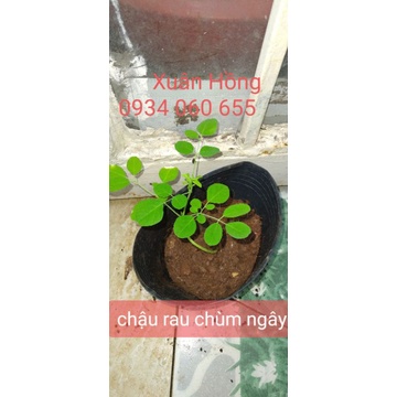 chậu rau( cải xoong nhật, rau răm, đậu bắp, cẩm tím nhật...)