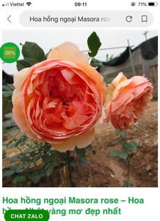 Combo 10 cây hồng leo đủ màu
