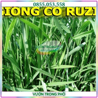 100g giống cỏ RUZI - cỏ chịu giẫm đạp