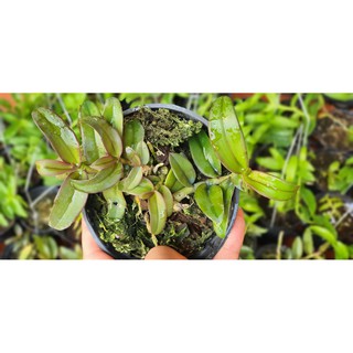 HỒNG MỸ NHÂN TỰ THỤ
