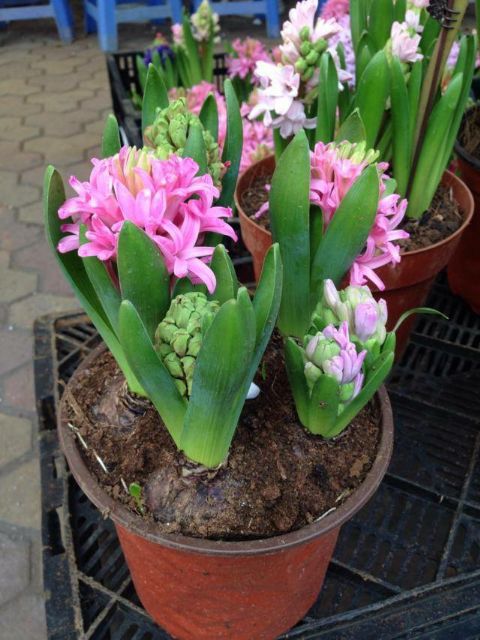 Củ Hoa Tiên Ông 7 màu Trồng Tết