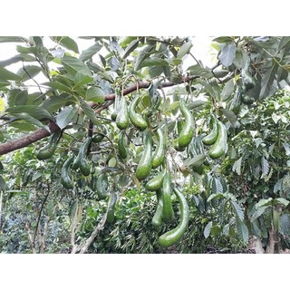 cây bơ 034 siêu trái