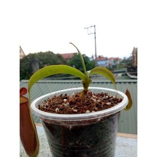 cây nắp ấm mirabilis x gracilis ( hình size nhỏ, nhưng bán size to hơn)
