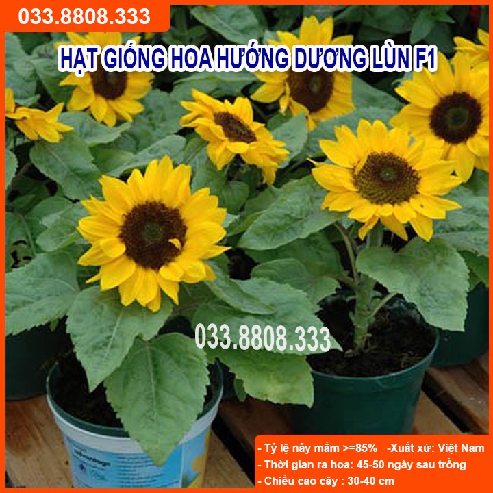 Hạt giống hoa hướng dương lùn F1