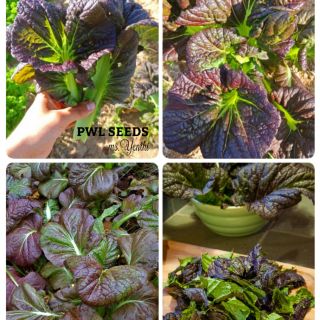 [PWL SEEDS] GIANT RED MUSTARD - CẢI CAY TÍM HÀN QUỐC, HẠT GIỐNG 50+ HẠT/ỐNG