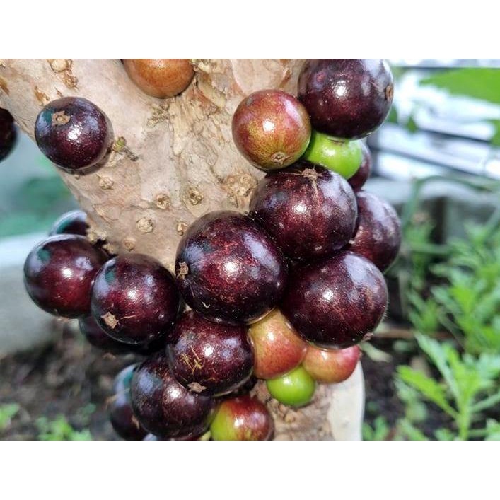 Cây giống nho thân gỗ, loài cây ăn quả quý hiếm được nhiều người săn trồng, nho thân gỗ mang đến sự sung túc, giàu sang