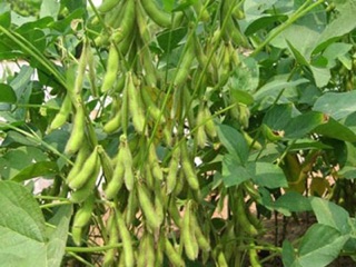 HẠT GIỐNG ĐẬU TƯƠNG DT96 (2kg)