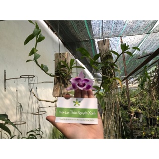 |SIÊU ĐẸP| Trầm 6 Mắt Thơm (Bảng Lá Bảo Hành Mặt Hoa)