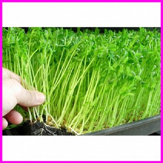 [ Hạt giống rau mầm]Hạt giống Rau Mầm Đậu Hà Lan - 1Kg_ - Mina Shop