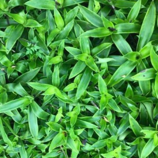 1kg Cây lược vàng