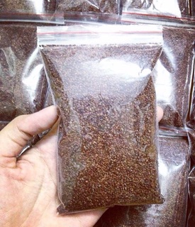 Hạt Thiên Niên Tử (Hạt tảo biển)