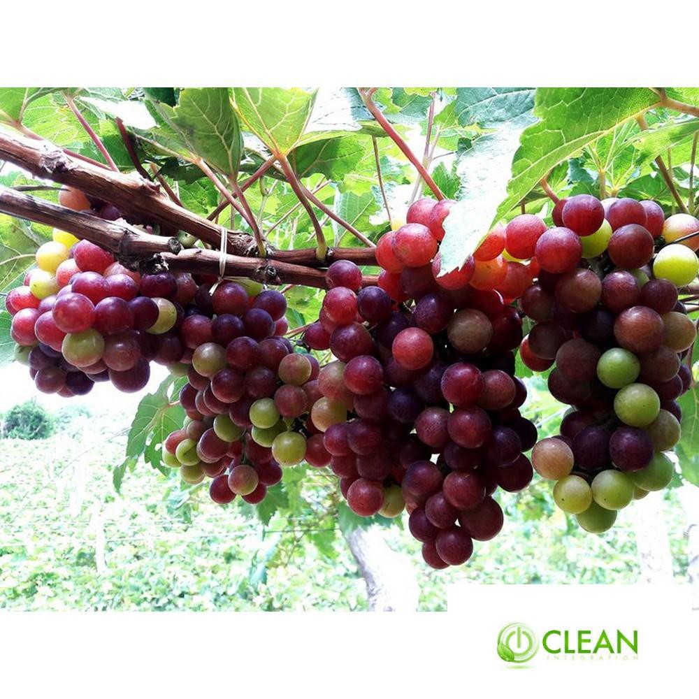 Hạt giống Nho pháp (10 hạt)