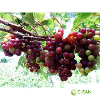 Hạt giống Nho pháp