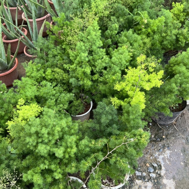 Cây tùng nhỏ cao 25-30cm, cây phong thủy để bàn trang trí nội thất, ban công tượng trưng sự ngay thẳng