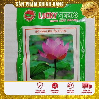 Hạt Giống Sen Hồng Việt Nam(10 hạt)