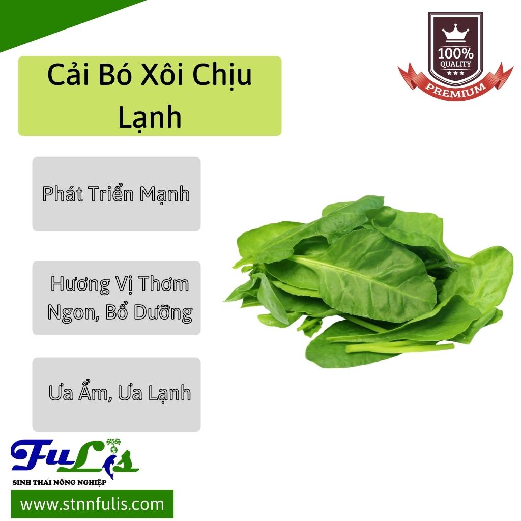 Hạt Giống Cải Bó Xôi OP - Cải Bó Xôi Chịu Lạnh  - Cây Rau Giàu Chất Dinh Dưỡng Phát Triển Nhanh - stnnfulis