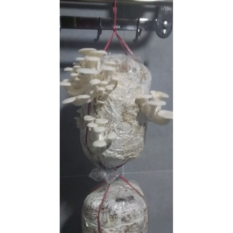 Phôi nấm bào ngư trắng size đại