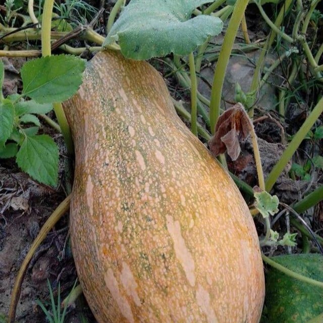 Hạt Giống Bí Ngô Mật Việt Á 10g