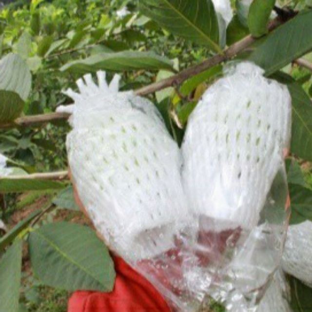 1kg túi bọc ổi