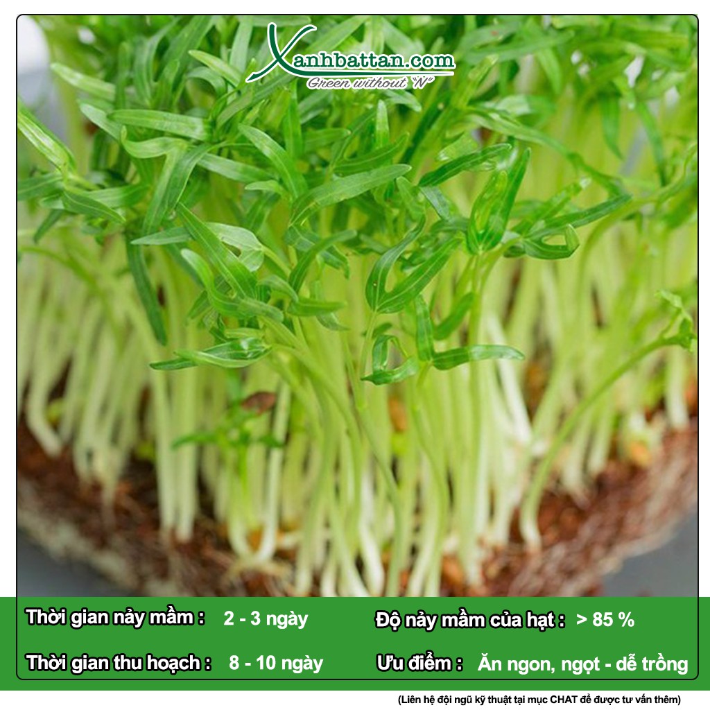 Hạt Giống Mầm Rau Muống Sprouting Radish Hapi Green Gói 120 Gram